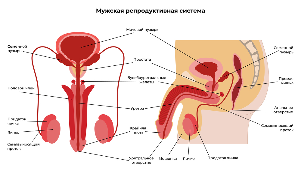 строение репродуктивной системы мужчины